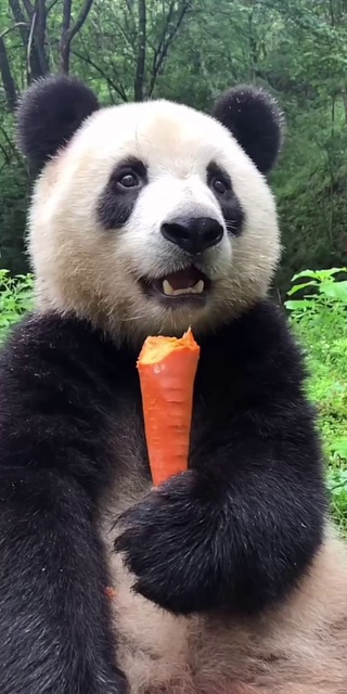 熊猫爱吃胡萝卜