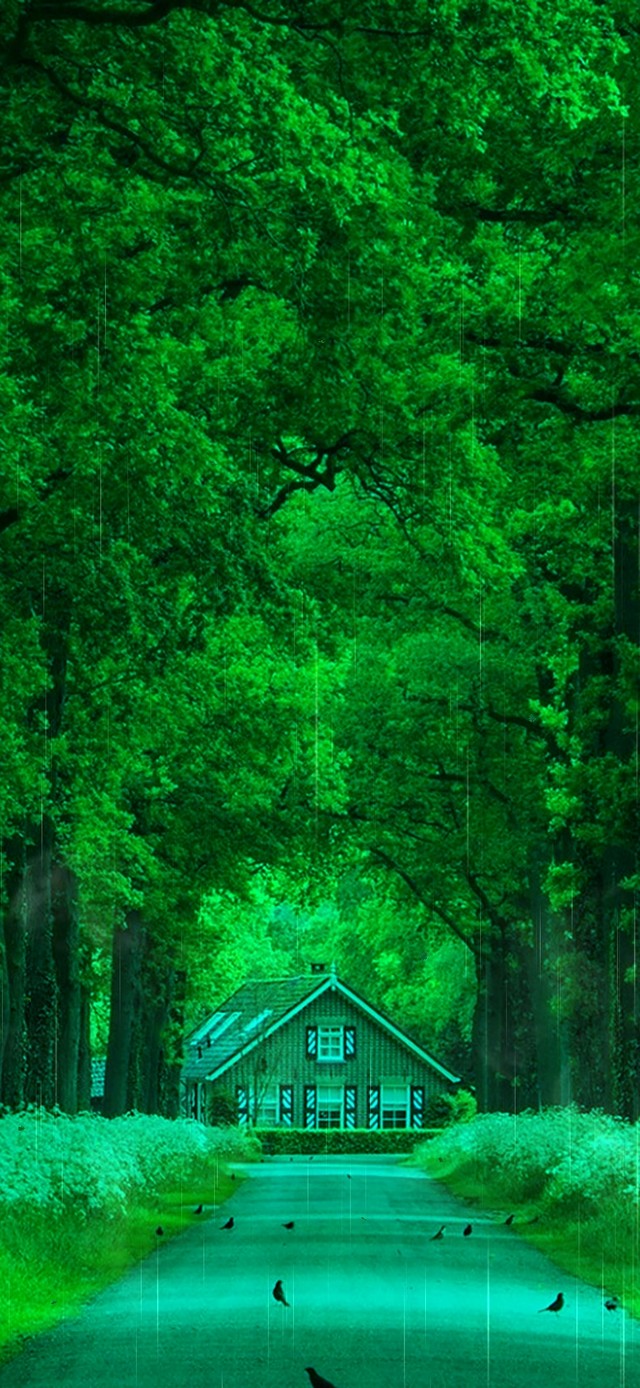 护眼雨天绿景