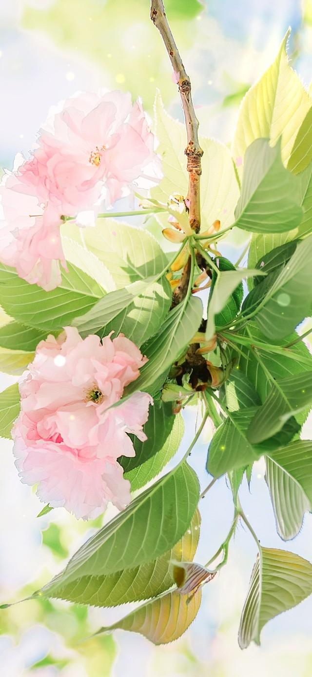 4k 治愈唯美清新樱花落