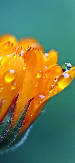 雨中的花朵