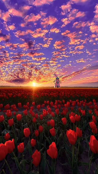 😊希望花海的尽头有你的所爱