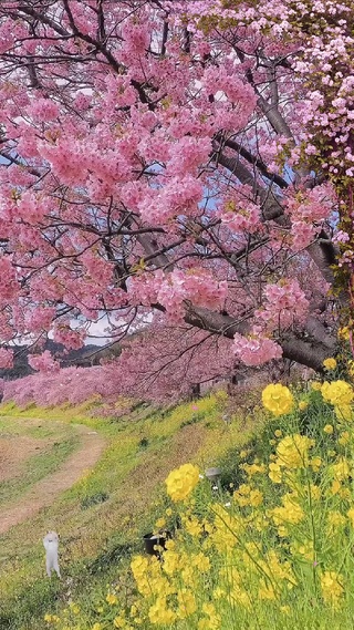 百花争艳