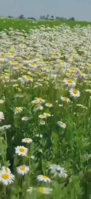 雏菊花海