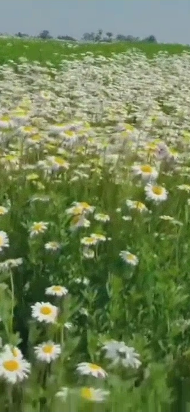 雏菊花海
