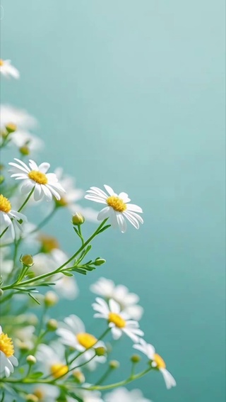 治愈小雏菊