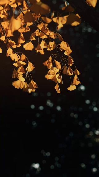 深秋银杏