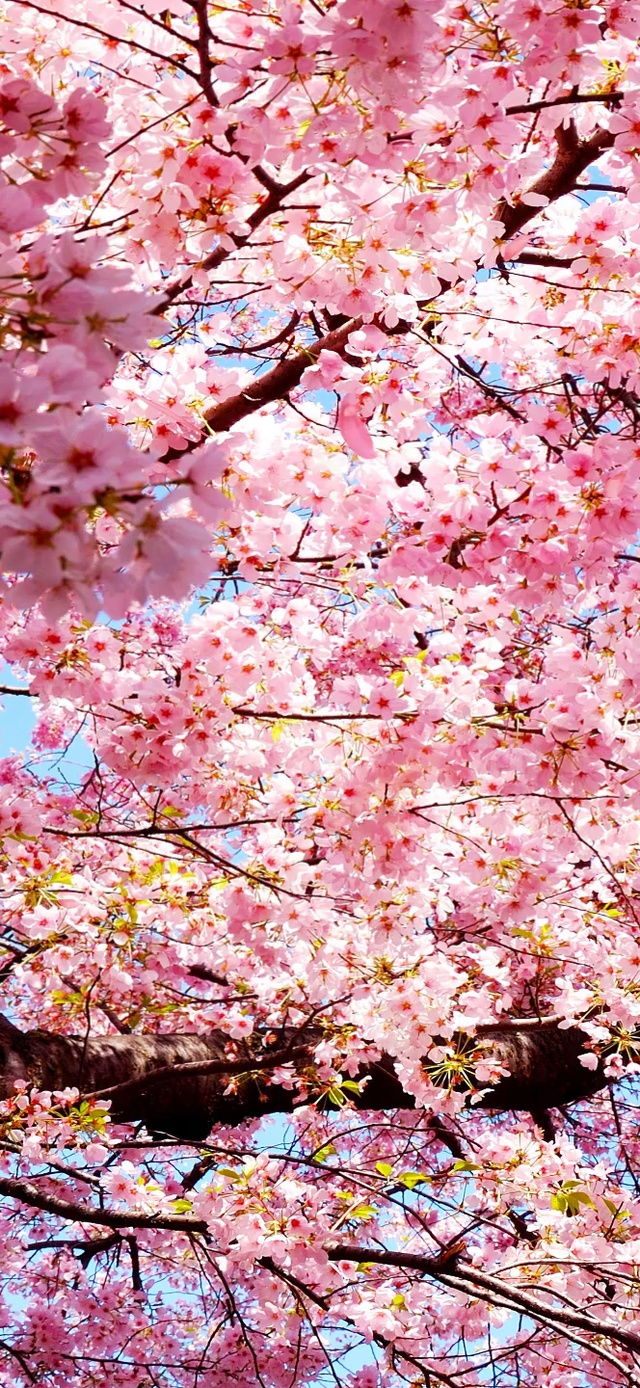 6K 超清治愈【落英缤纷】