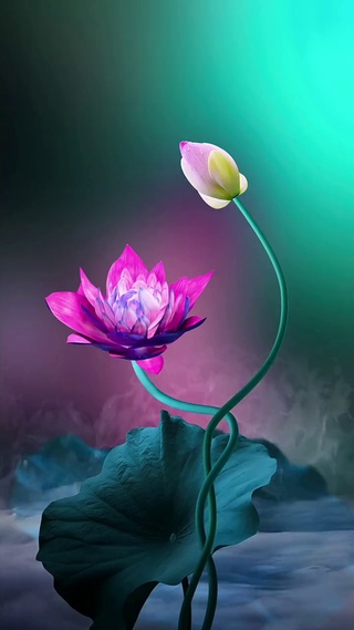 富贵花开