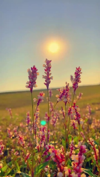 美丽的花