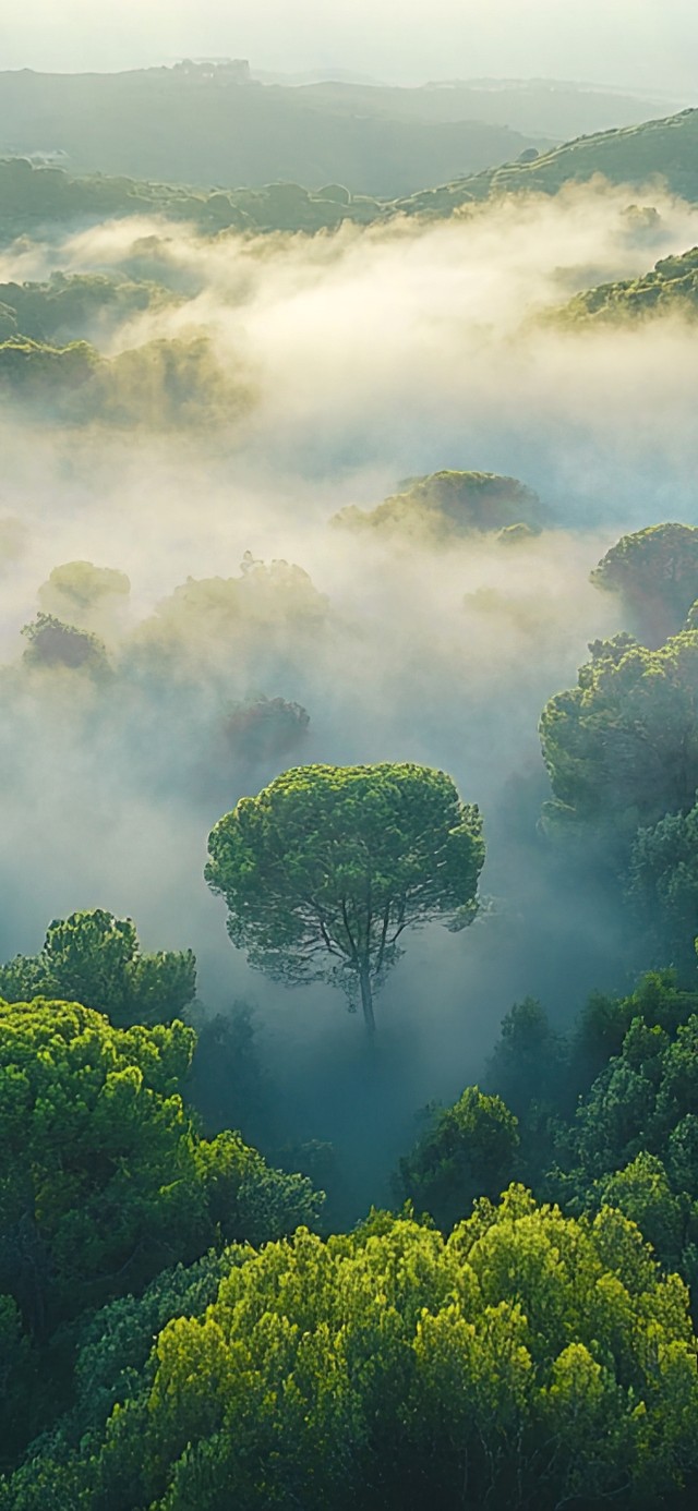 俯瞰茂密云雾森林