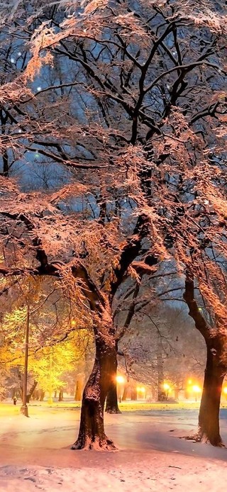 治愈唯美冬季公园