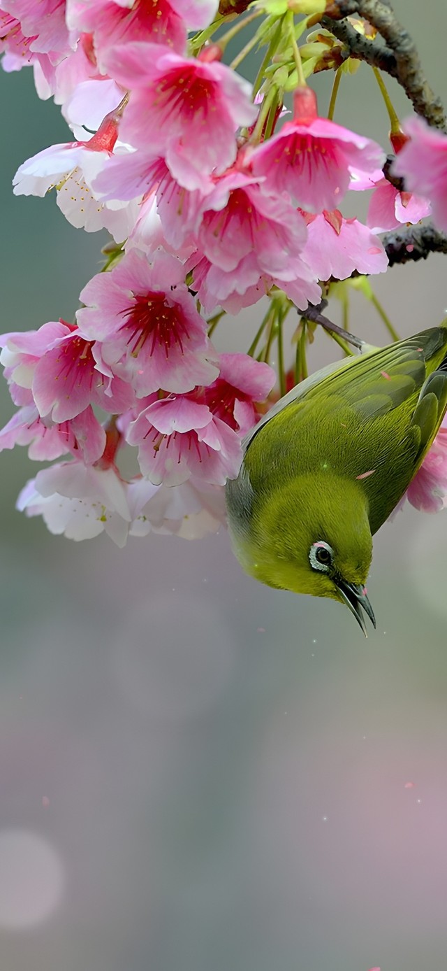 唯美清新治愈枝头小鸟