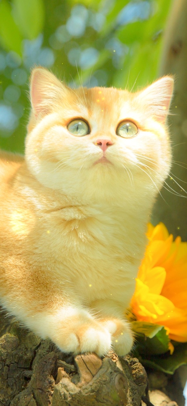 4K夏日清新猫咪