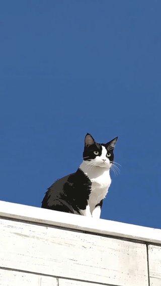 动物