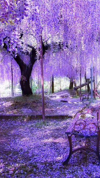 紫藤花壁纸 紫藤花手机壁纸 紫藤花手机动态壁纸 元气壁纸 紫藤花壁纸 紫藤花手机壁纸 紫藤花手机动态壁纸 元气壁纸