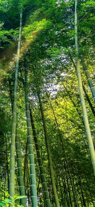 绿色竹林壁纸 绿色竹林手机壁纸 绿色竹林手机动态壁纸 元气壁纸