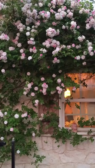 花开堪折直须折，莫待无花空折枝