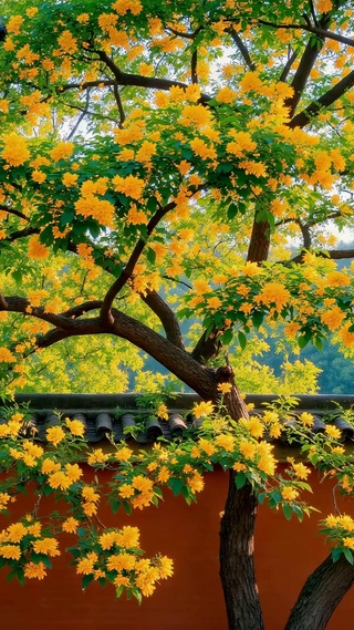 红墙秋日黄花