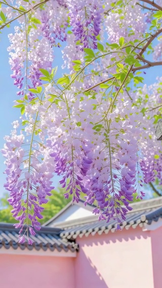 护眼紫藤粉墙