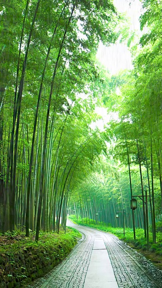 竹林雨景