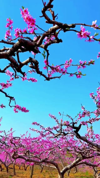 三月桃花开
