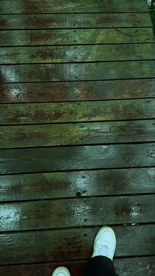 森林湖泊中的路