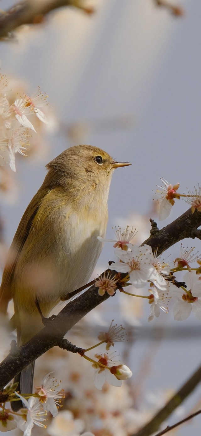 樱花树上的小鸟