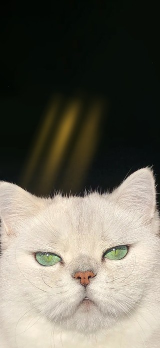 猫咪watch you