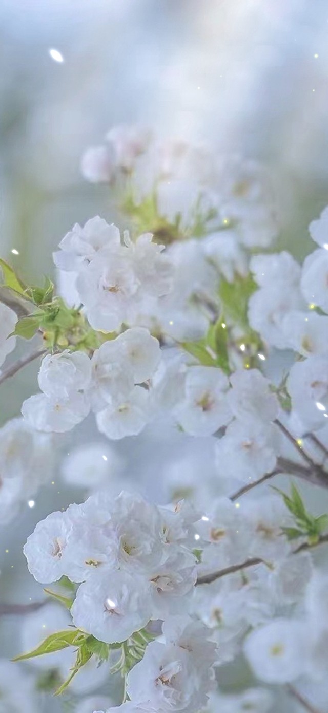 治愈唯美春分花落