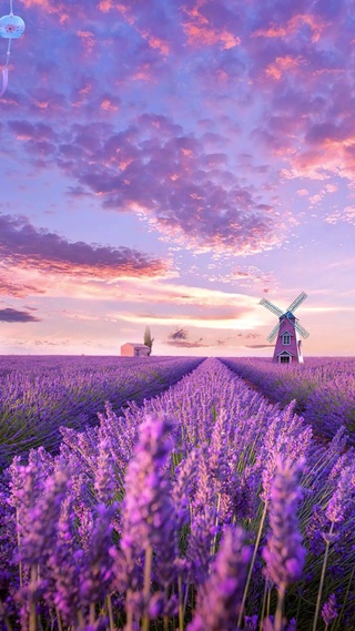 唯美温暖薰衣草