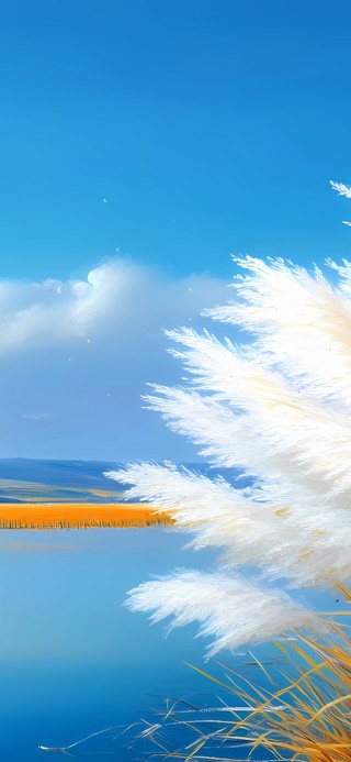 芦苇花开