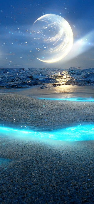 沙滩海月