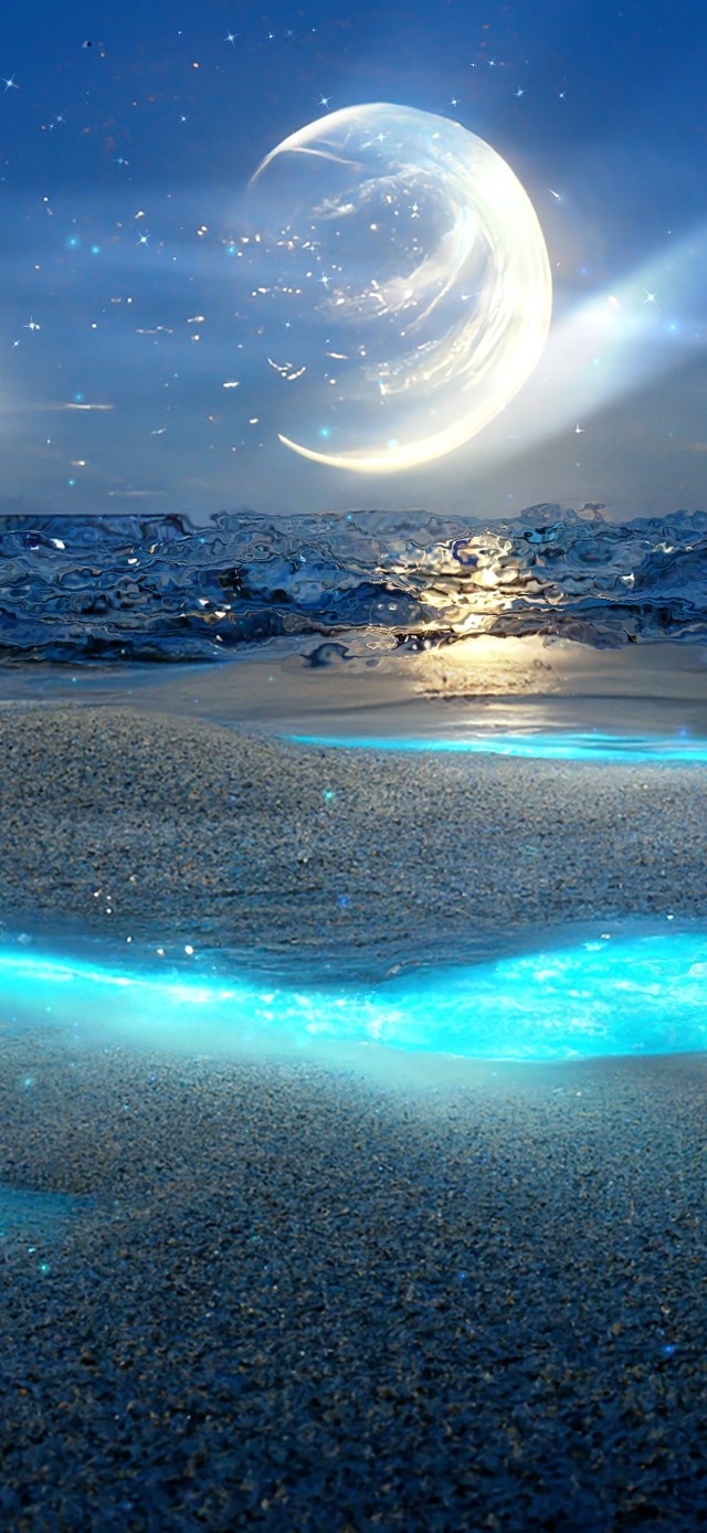 沙滩海月