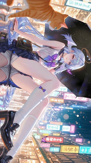 雨天霓虹知更鸟与猫