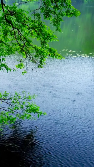 雨天湖边绿树