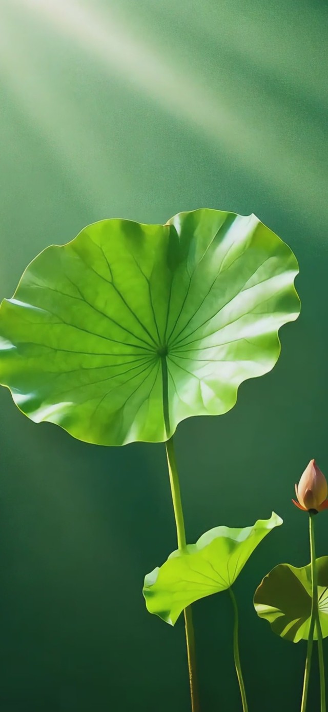 含苞待放 护眼