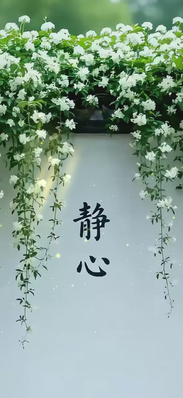 静心茉莉花
