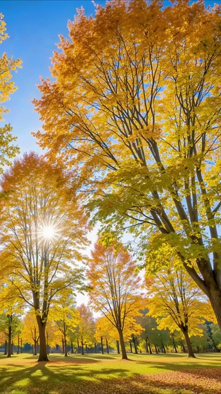 秋日蓝天下枫林