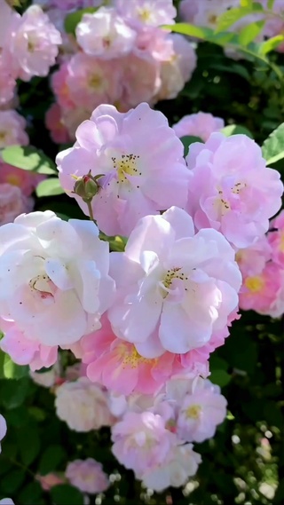百花香