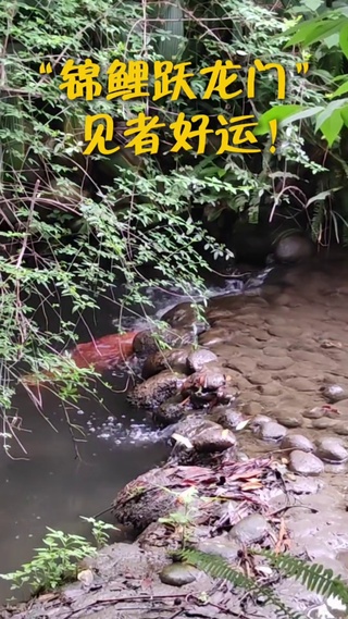 锦鲤跃龙门 见者好运