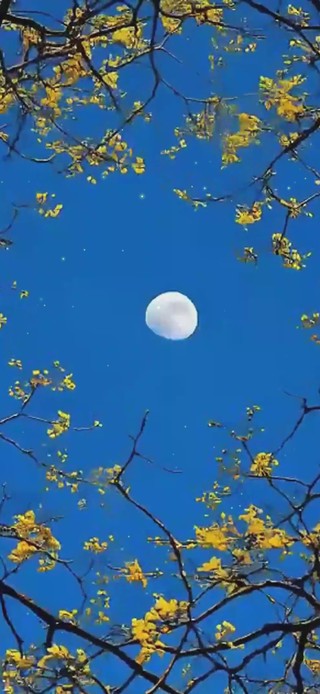 月夜