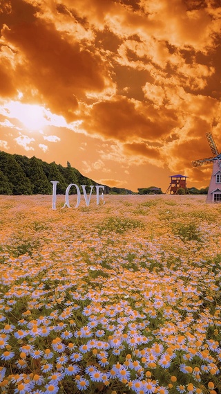 晚霞花海