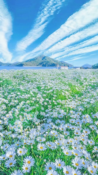 唯美清新花海