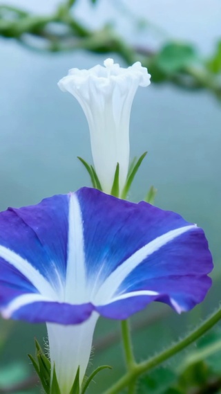 蓝白牵牛花清新治愈风景