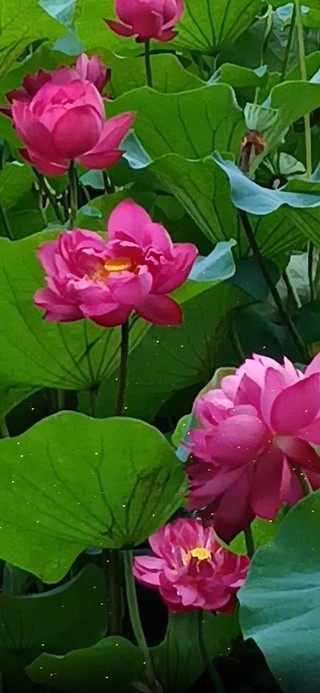 冉冉红莲