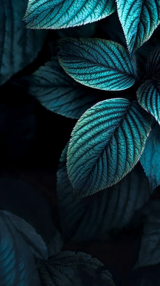 幽蓝叶脉 清新治愈