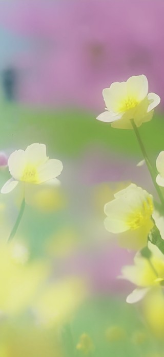 清新花朵
