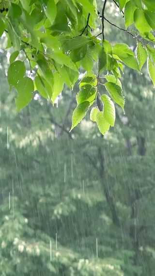 清凉雨中绿叶