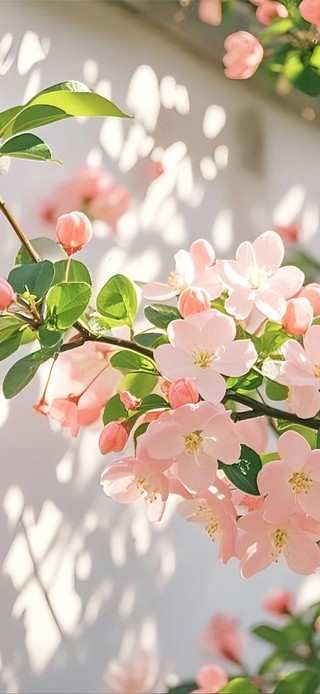 后墙的春枝花影