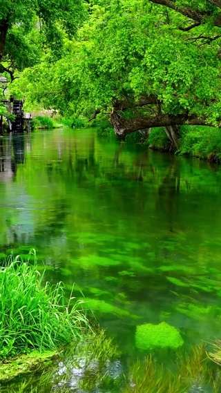 夏日清凉绿水流